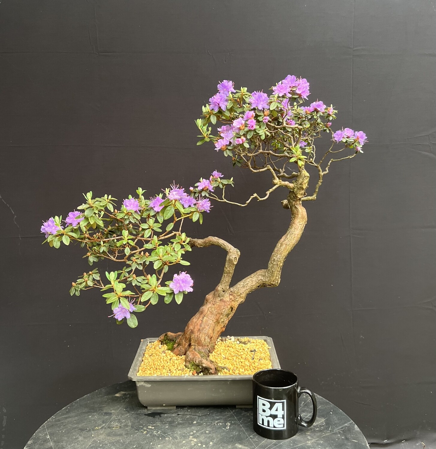 SOLD Rhododendron indicum /Small-Leaved Rhododendron bonsai