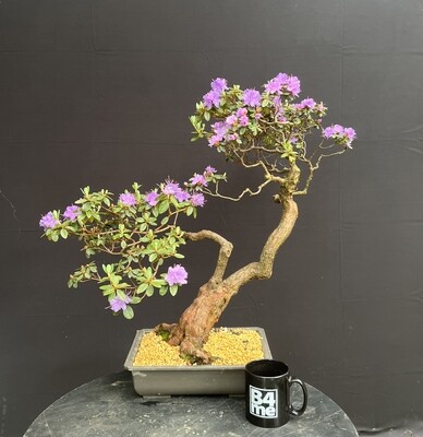 Rhododendron indicum /Small-Leaved Rhododendron bonsai
