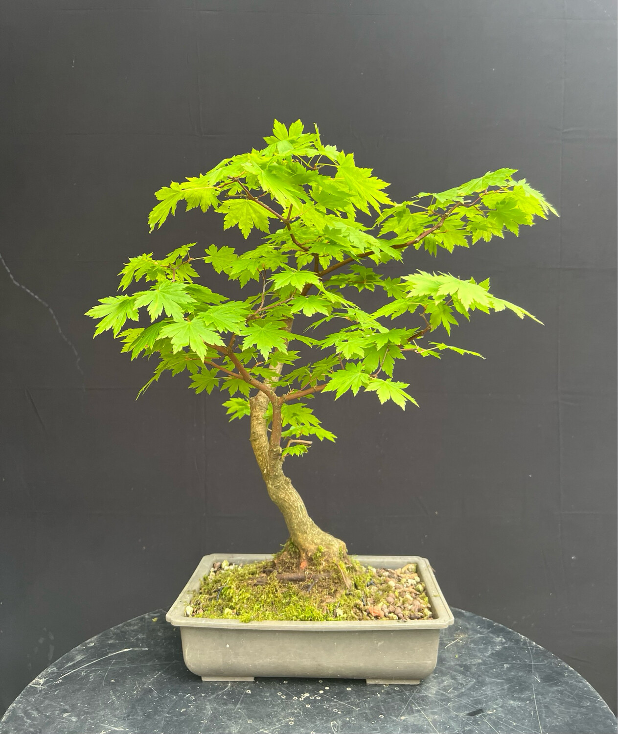 SOLD Acer palmatum shirasawanum jordan/ Jordan Full Moon Japanese Maple bonsai (green leaf)