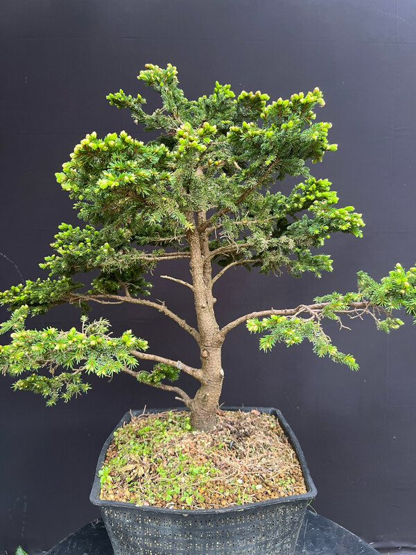 korea bonsai Korean Hornbeam, Small