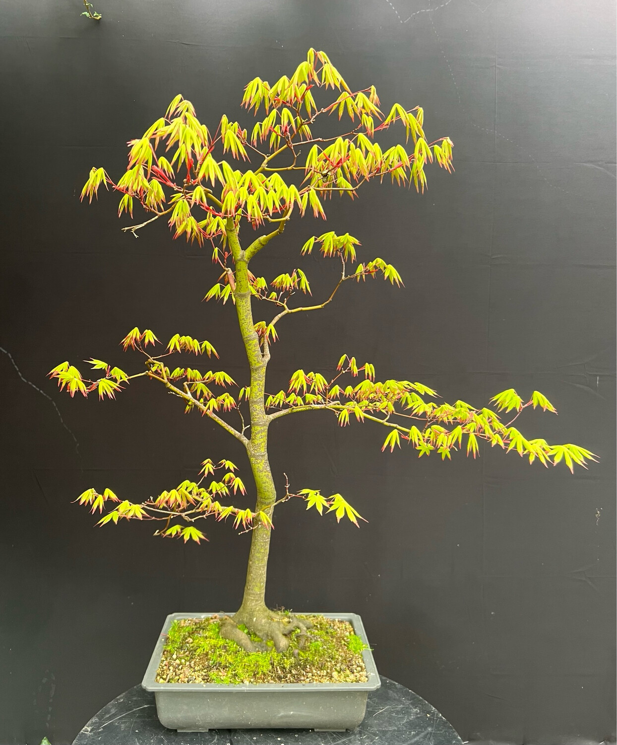 Acer palmatum/ Japanese Maple bonsai Tsunami Beni
