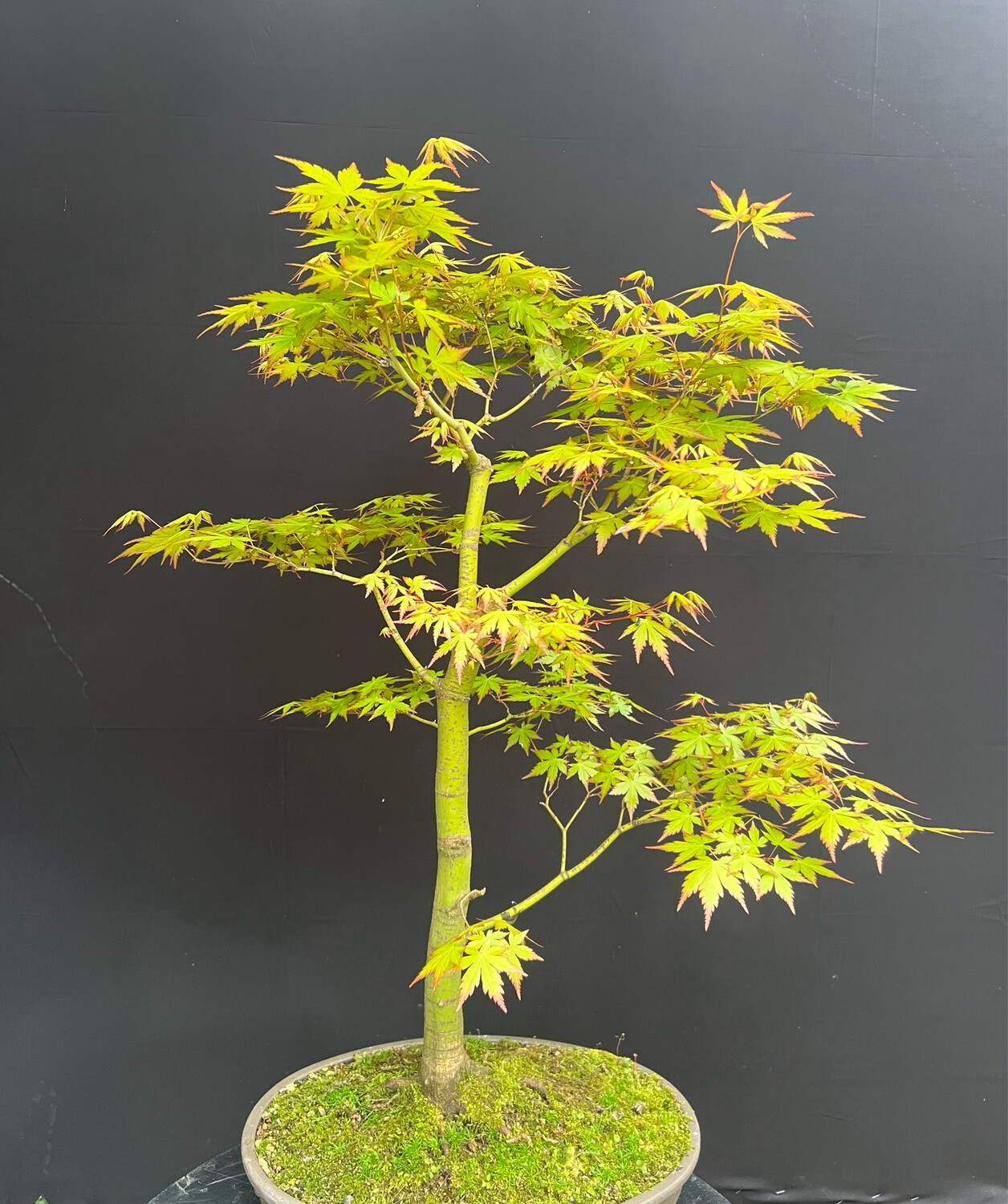 Acer palmatum/ Japanese Maple bonsai Tsunami Beni