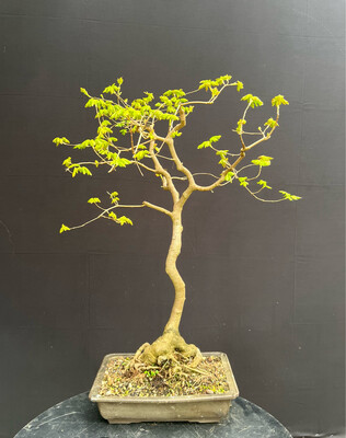 SOLD Acer campestre/Field Maple bonsai