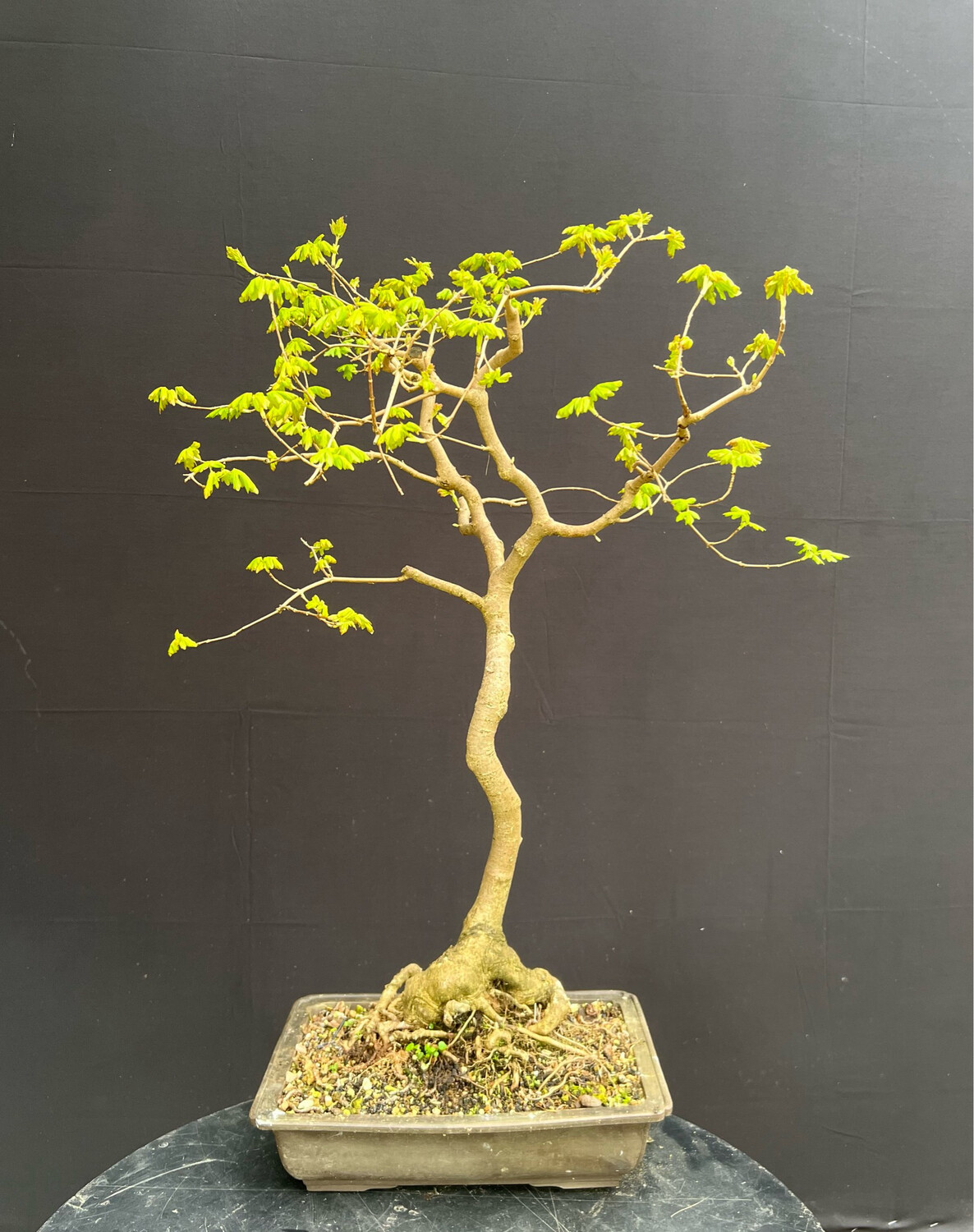 SOLD Acer campestre/Field Maple bonsai