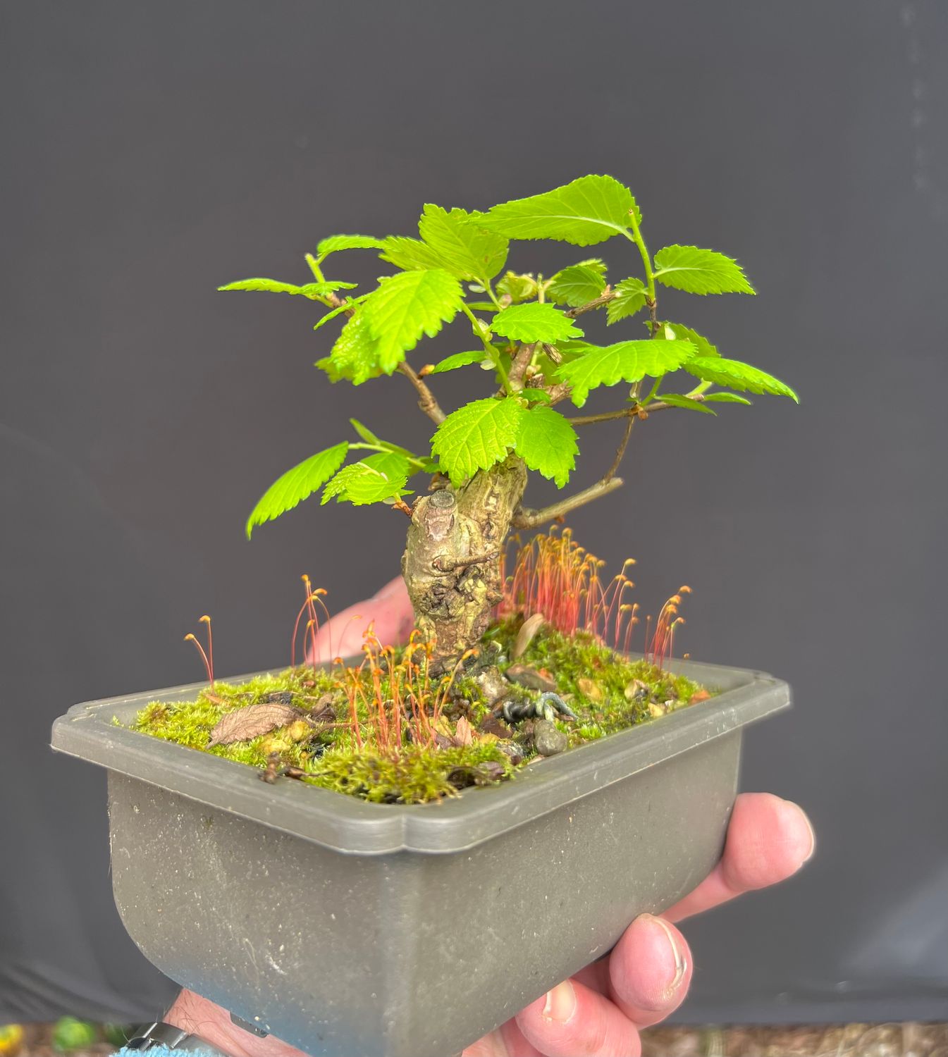 SOLD Ulmus minor/English Elm bonsai MAME-SIZED