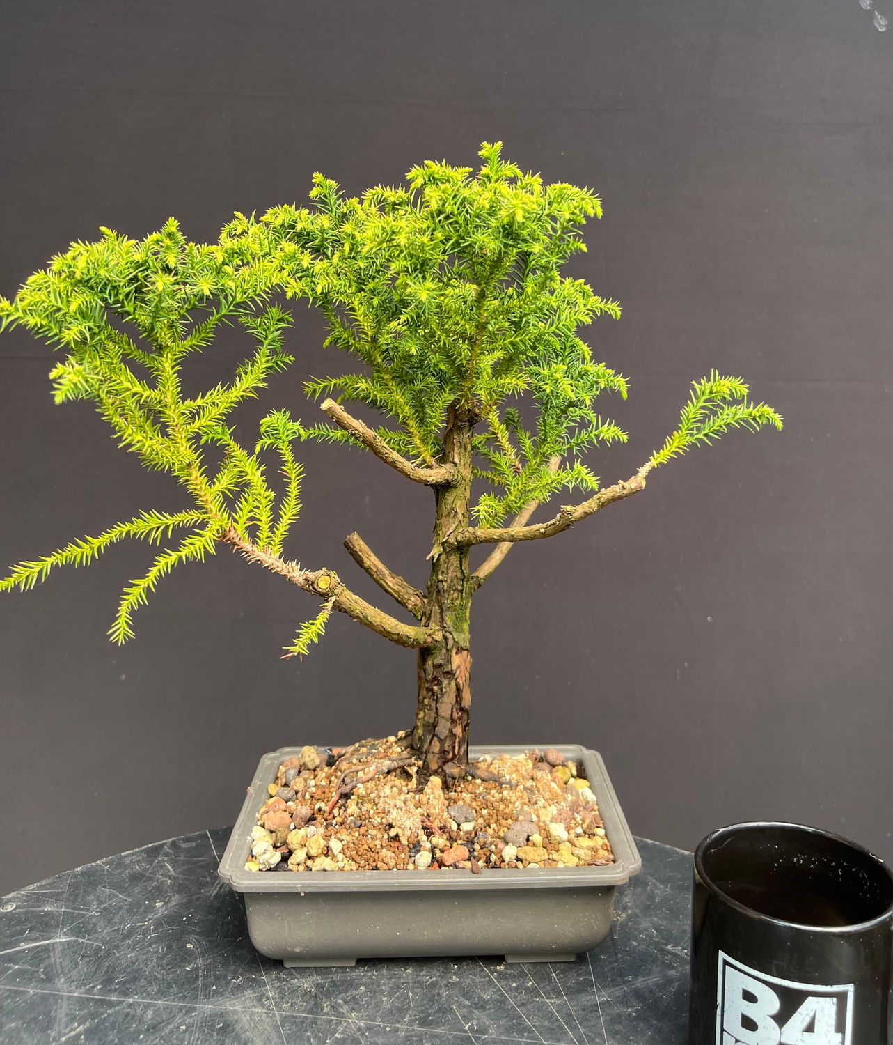 SOLD Cryptomeria japonica/ Japanese Cedar bonsai