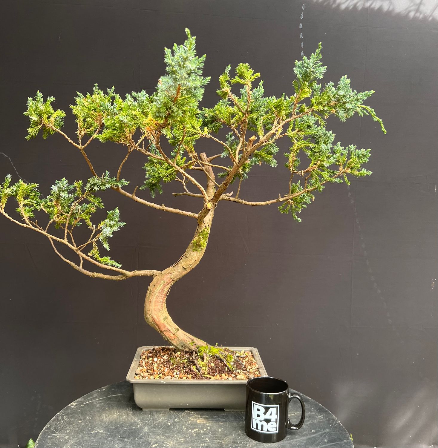 SOLD Sawara Cypress bonsai