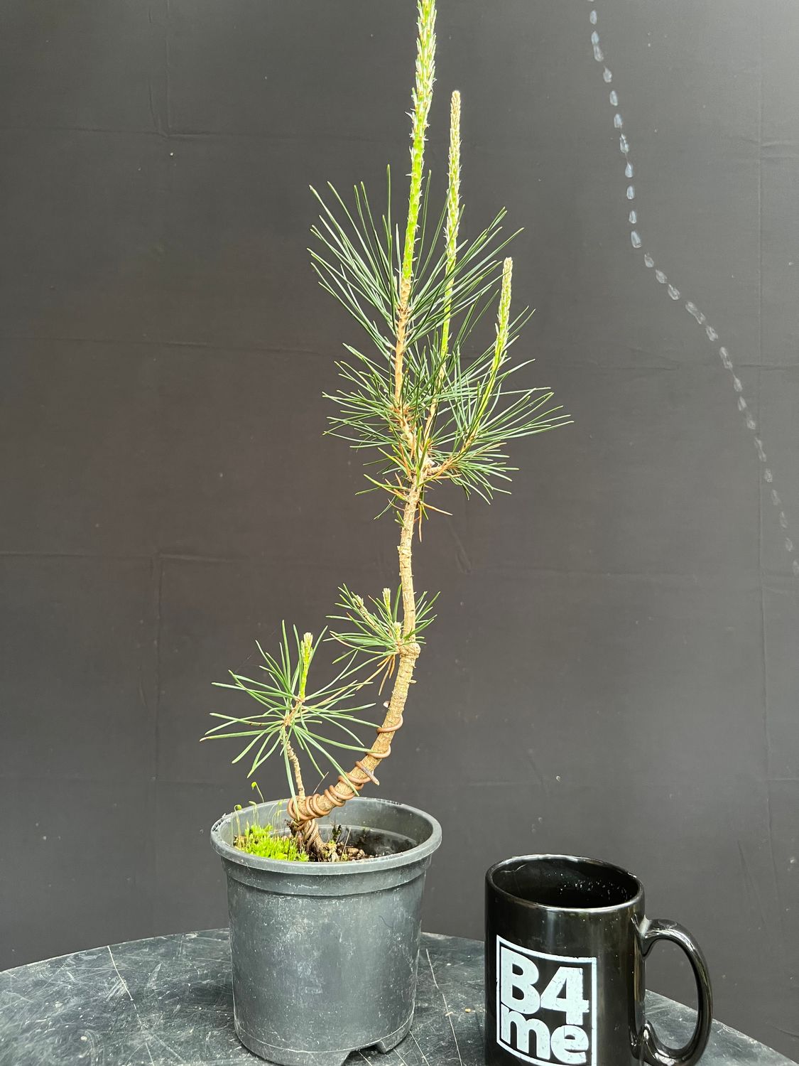 SOLD Pinus thunbergii/Japanese Black Pine Starter Bonsai