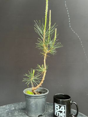 SOLD Pinus thunbergii/Japanese Black Pine Starter Bonsai