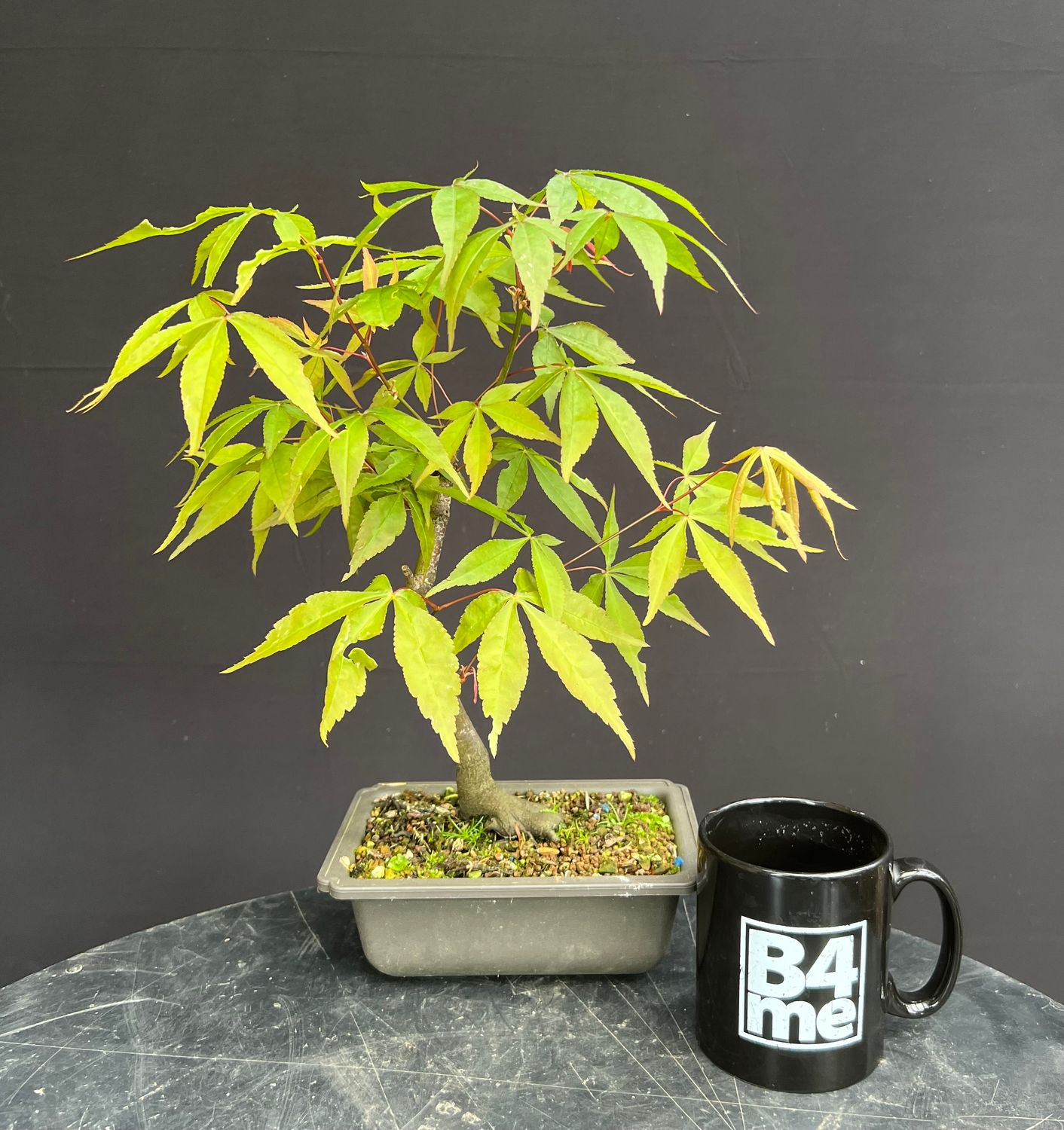 Acer palmatum/Japanese Maple bonsai unknown variety (green leaf)