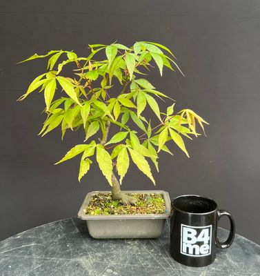 Acer palmatum/Japanese Maple bonsai unknown variety (green leaf)
