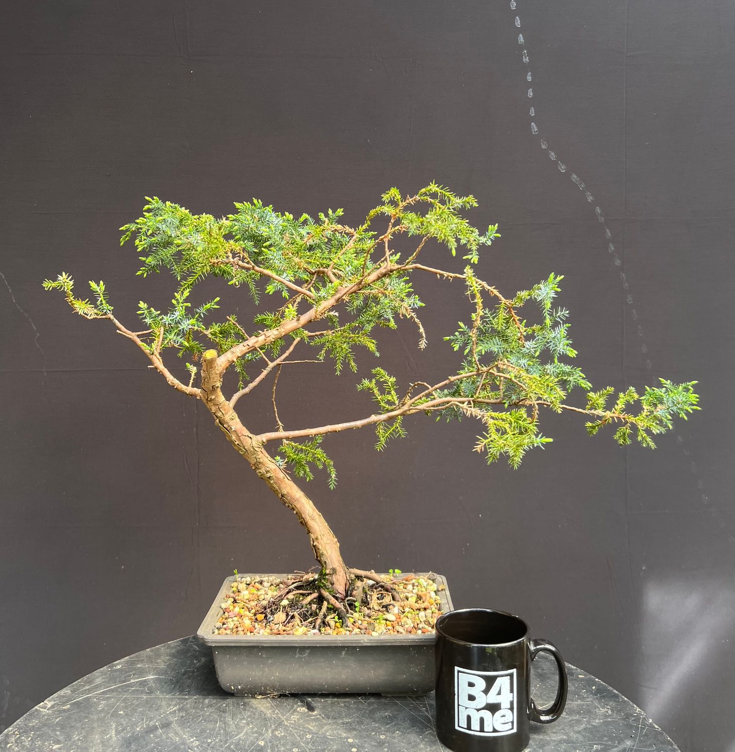 SOLD Juniperus squamata &#39;Meyeri&#39;/ Meyeri Juniper bonsai