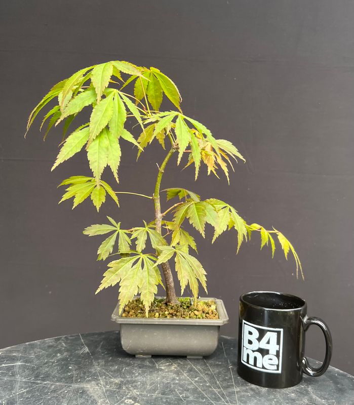 Acer palmatum/Japanese Maple bonsai unknown variety (green leaf)