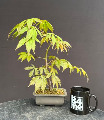 Acer palmatum/Japanese Maple bonsai unknown variety (green leaf)