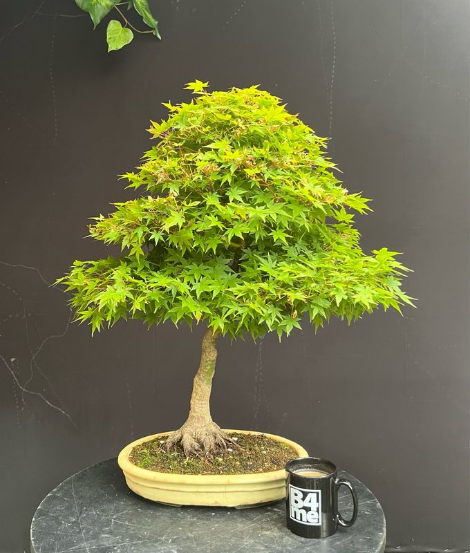 OLD MOUNTAIN TRADMAN'S BONSAI カケモノ OLD MOUNTAIN TRADMAN'S盆栽鉢 新品（世界的盆栽アーティスト