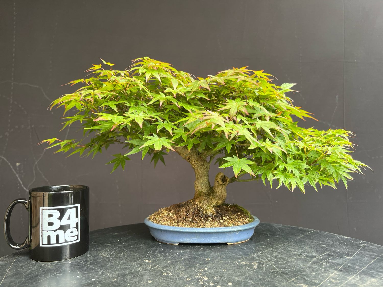 SOLD Acer palmatum/Japanese Maple Shohin bonsai