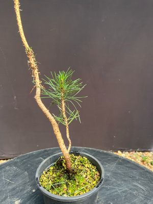 Pinus thunbergii/Japanese Black Pine Starter Bonsai