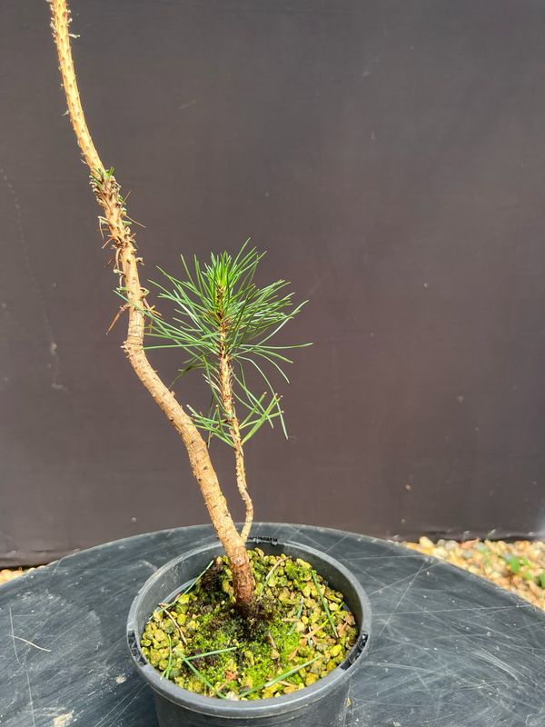 Pinus thunbergii/Japanese Black Pine Starter Bonsai