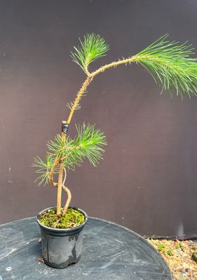 SOLD Pinus thunbergii/Japanese Black Pine Starter Bonsai