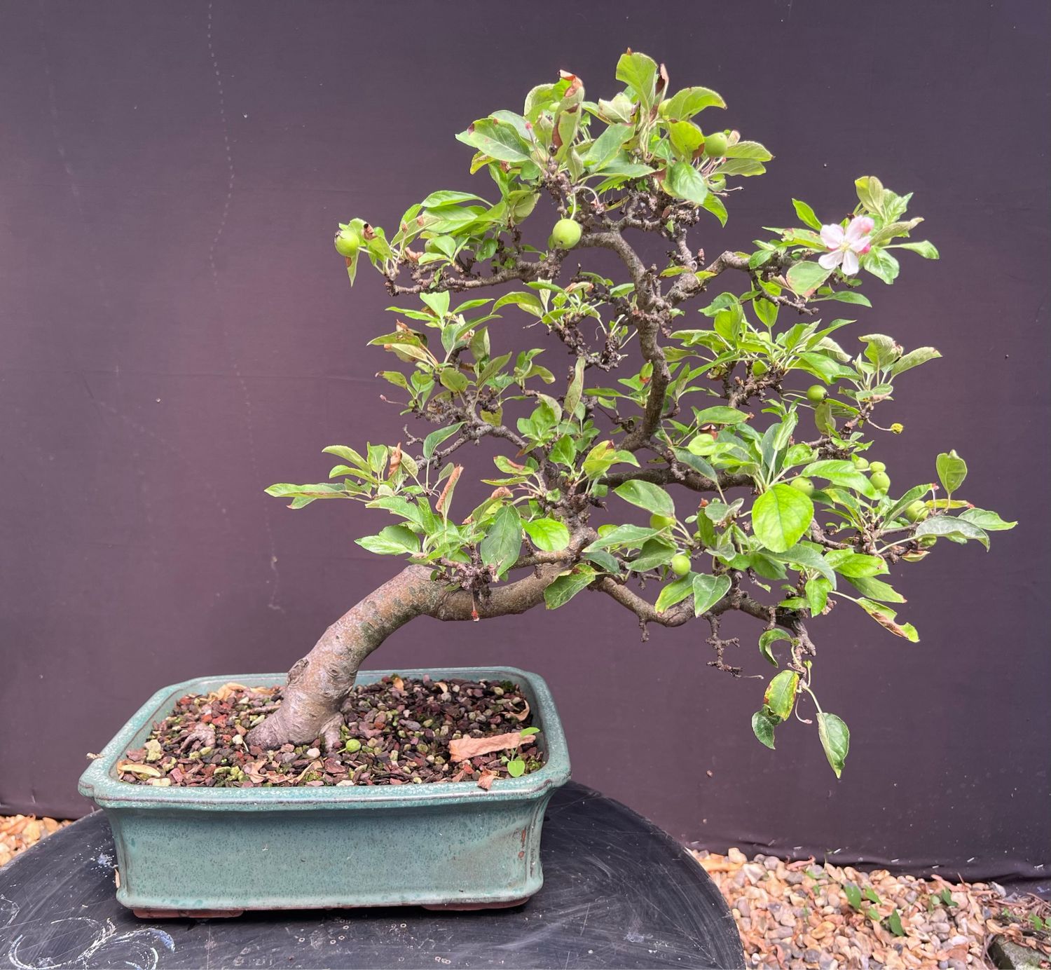 SOLD Malus sylvestris/Crab Apple bonsai