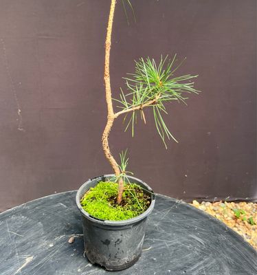 Pinus thunbergii/Japanese Black Pine Starter Bonsai