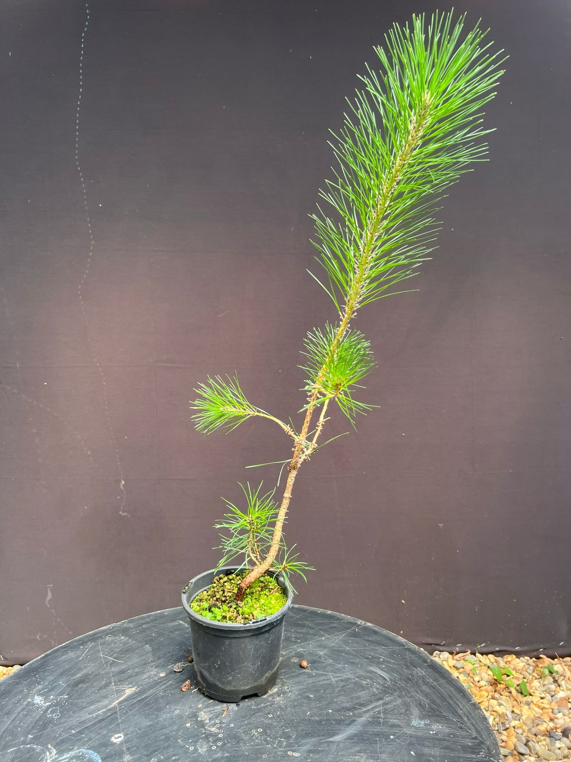 SOLD Pinus thunbergii/Japanese Black Pine Starter Bonsai