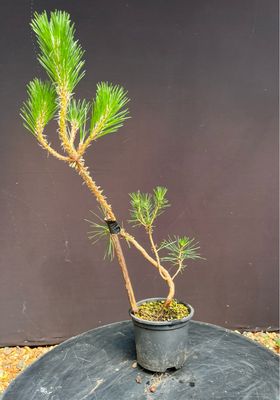 Pinus thunbergii/Japanese Black Pine Starter Bonsai
