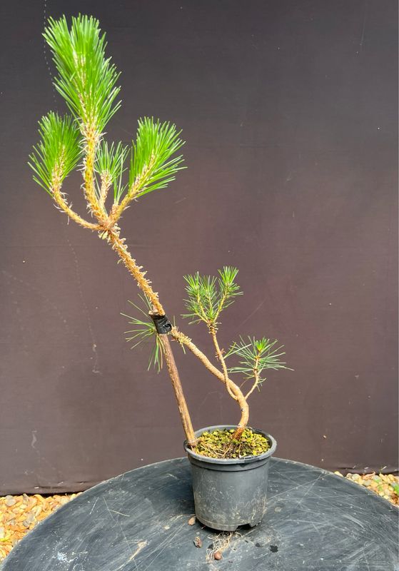 Pinus thunbergii/Japanese Black Pine Starter Bonsai