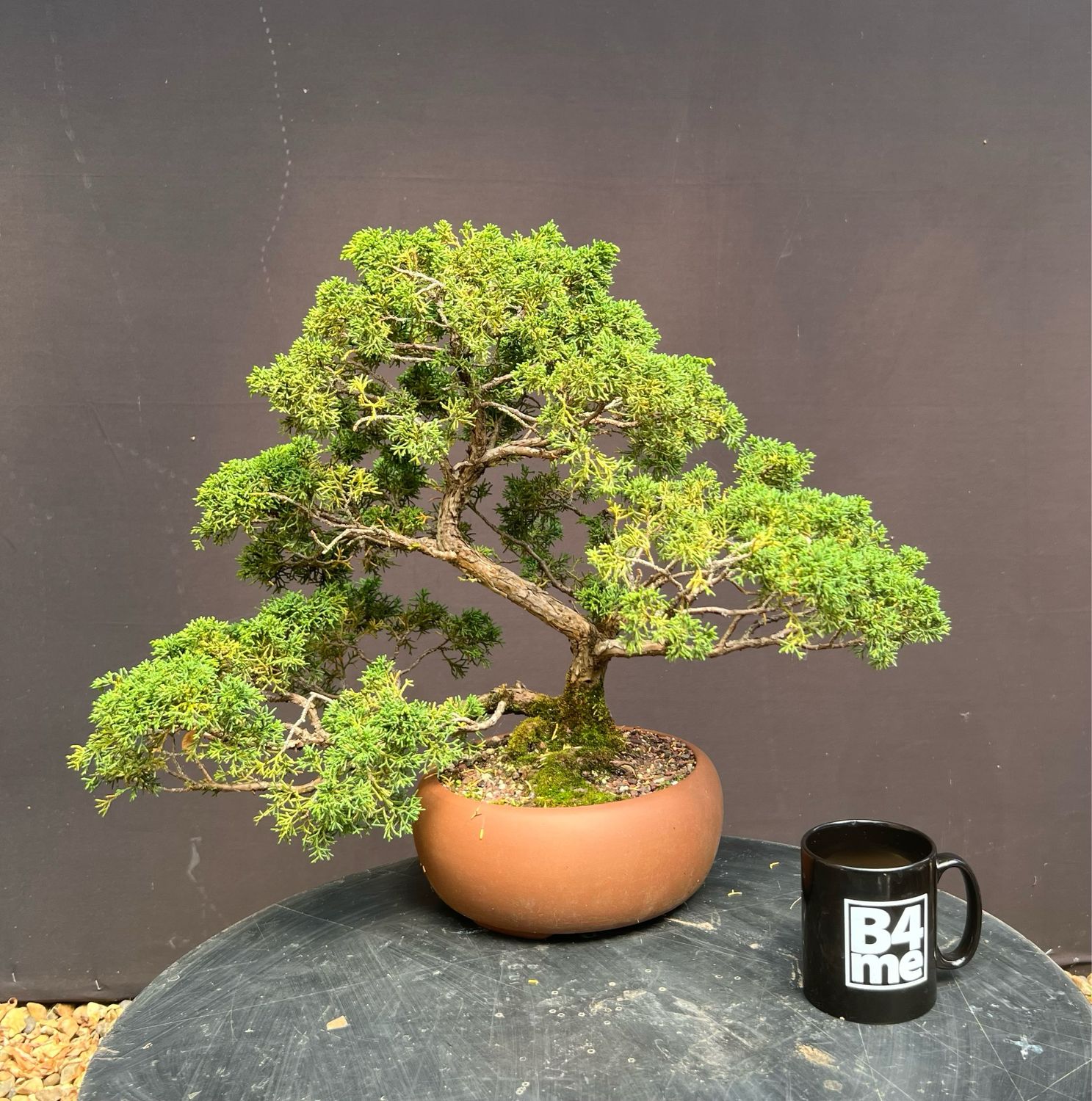SOLD Juniperus chinensis/Chinese Juniper bonsai