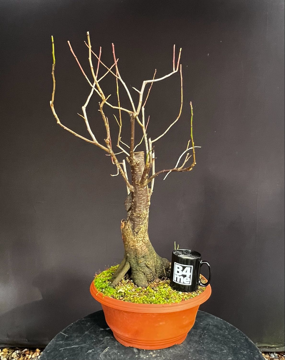 SOLD Prunus species/Ornamental Cherry bonsai