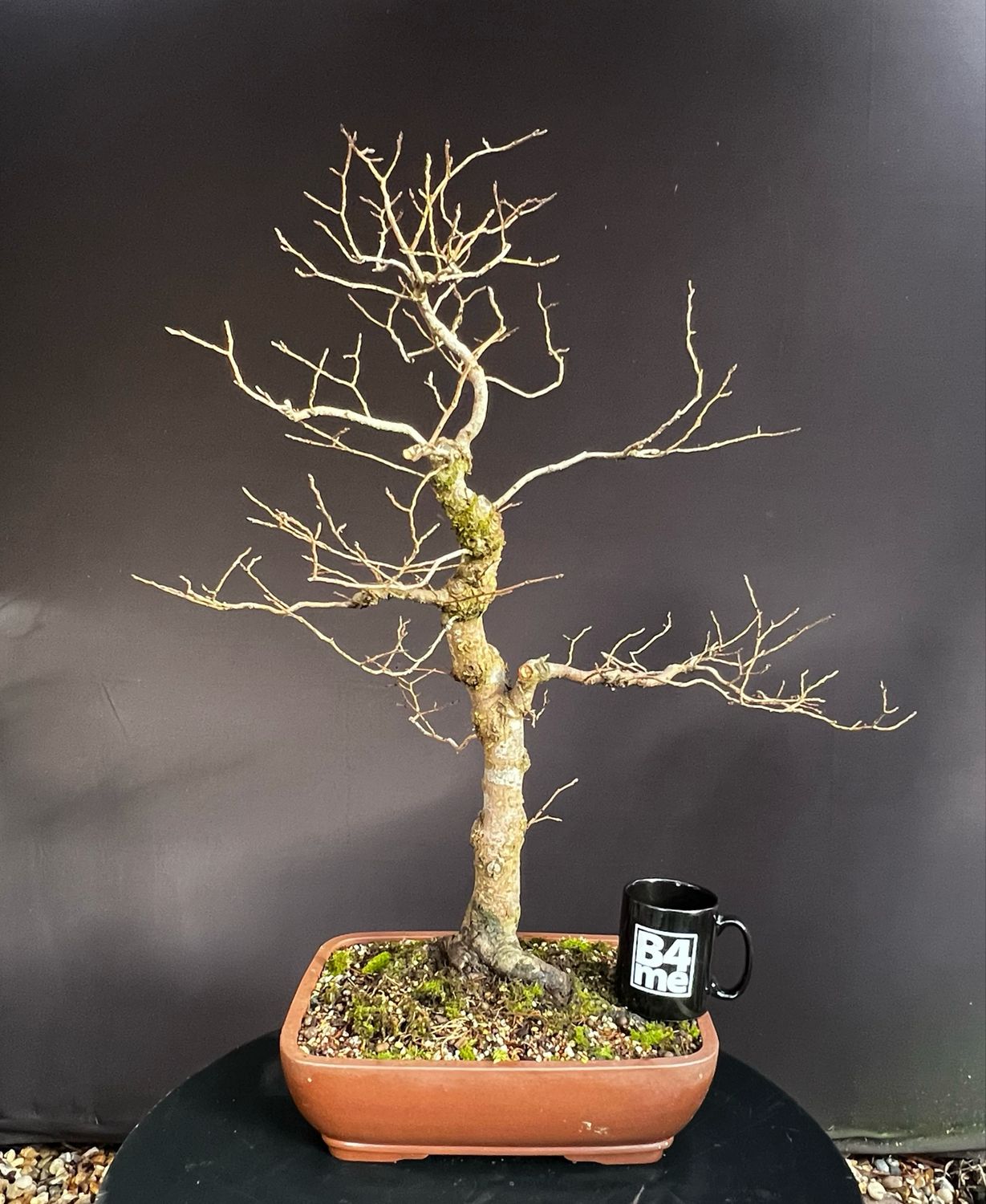 SOLD Carpinus betulus/European Hornbeam bonsai