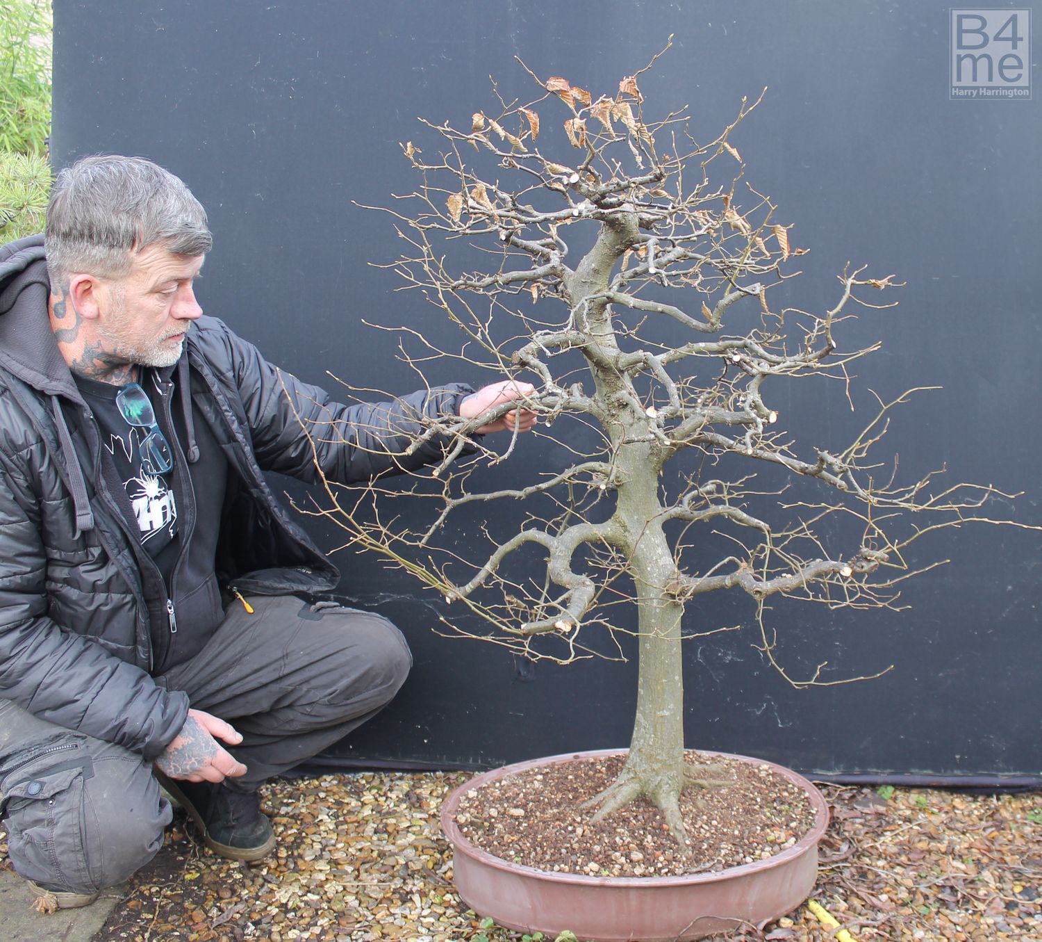 Carpinus betulus/European Hornbeam bonsai