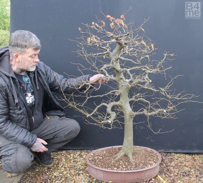 Carpinus betulus/European Hornbeam bonsai