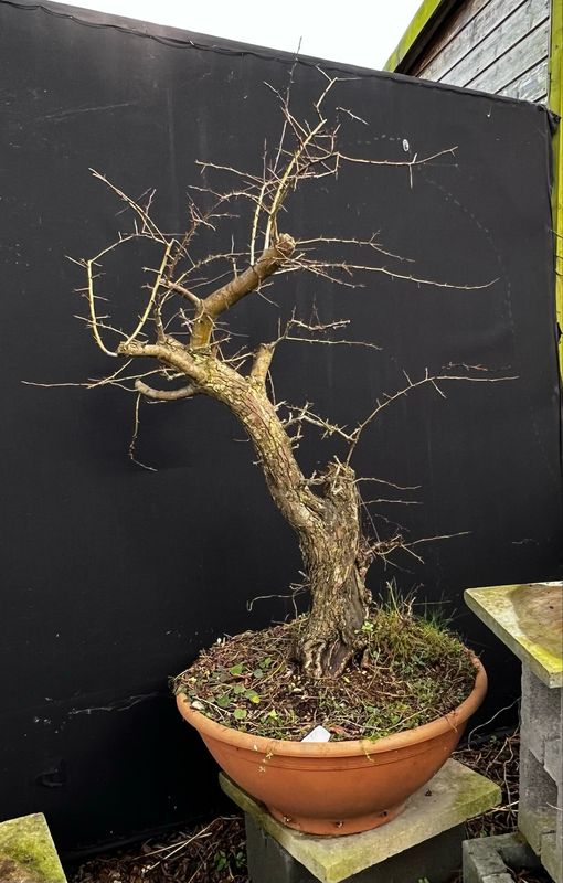 Bonsai Trees for Sale – Store – Bonsai4Me Bonsai Trees for Sale – Store – Bonsai4Me