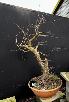 Crataegus monogyna/Hawthorn bonsai