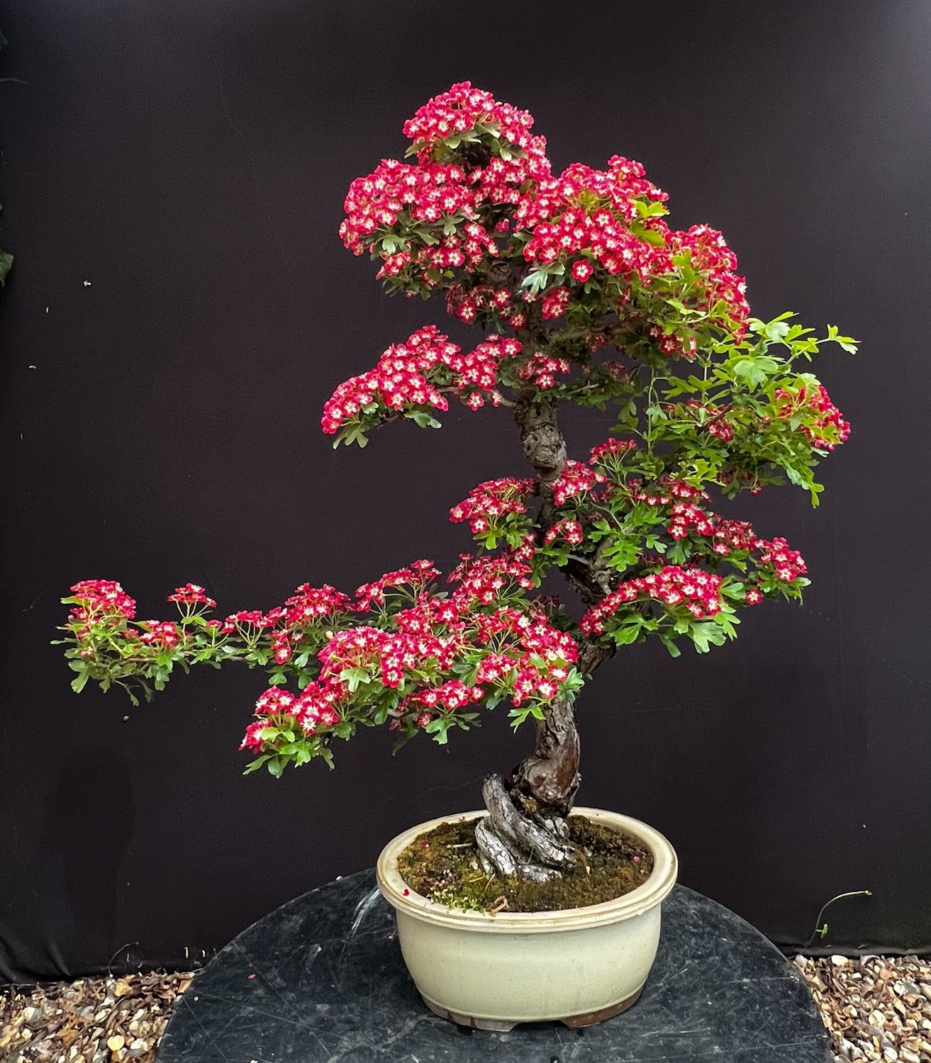 SOLD Crataegus laevigata/Red-Flowering Hawthorn Pauls Scarlet bonsai