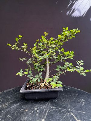 Ulmus parvifolia/Chinese Elm Starter Bonsai