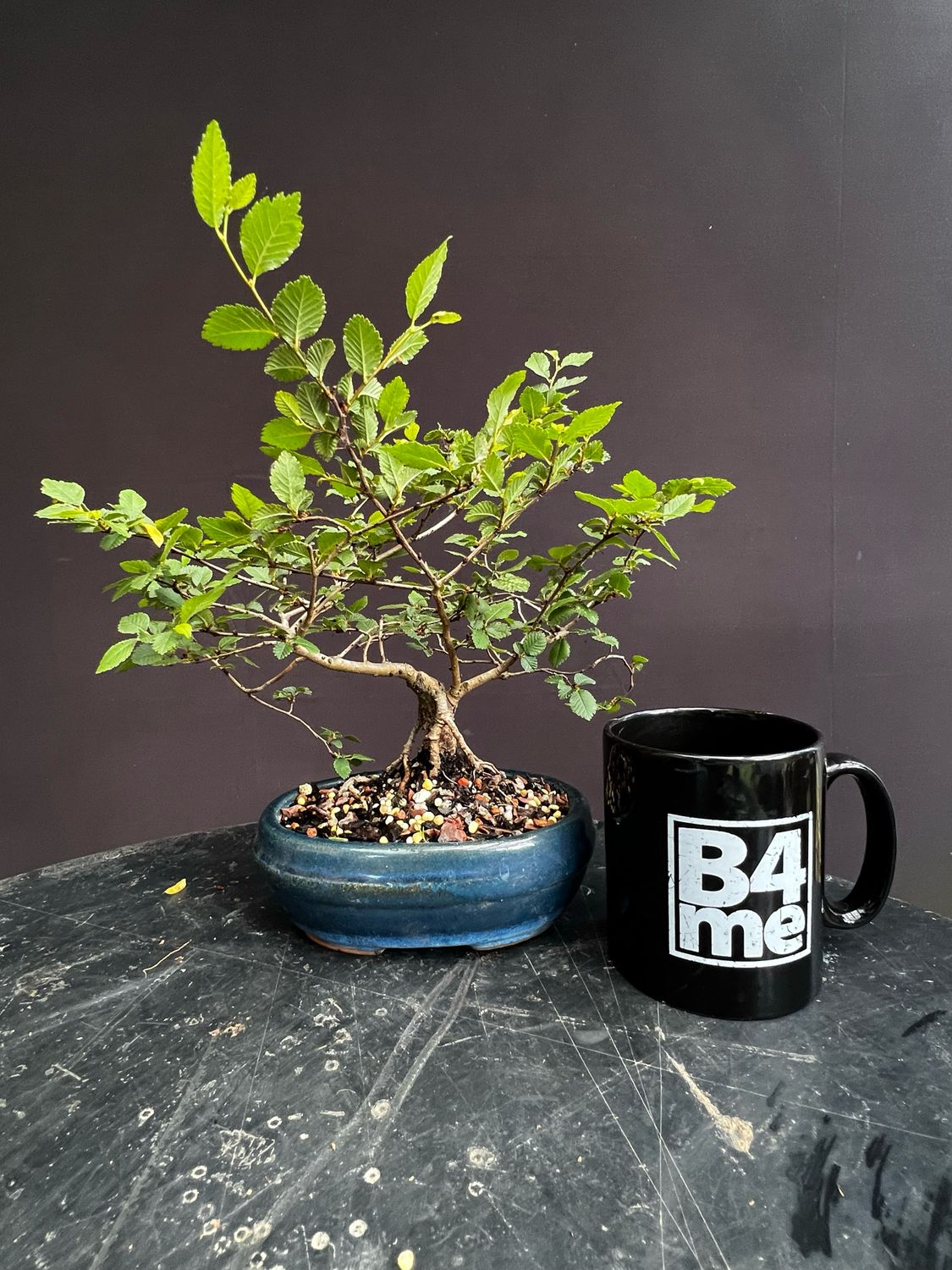 Ulmus parvifolia/Chinese Elm Starter Bonsai
