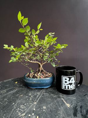 Ulmus parvifolia/Chinese Elm Starter Bonsai
