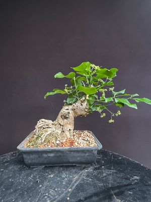 Bonsai Trees for Sale
