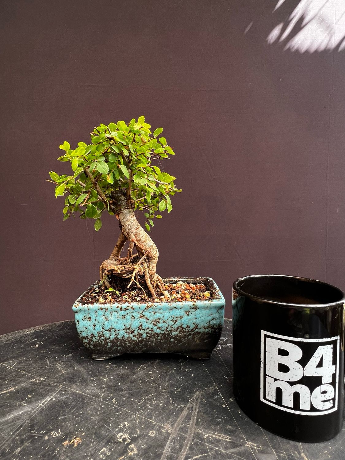 Ulmus parvifolia/Chinese Elm Starter Bonsai