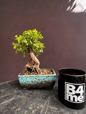 Ulmus parvifolia/Chinese Elm Starter Bonsai