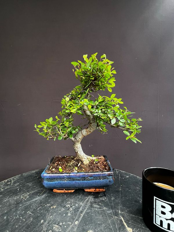 Ulmus parvifolia/Chinese Elm Starter Bonsai