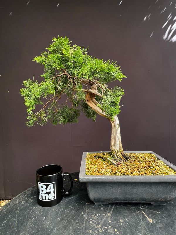 SOLD Juniperus sabina/Sabina Juniper yamadori bonsai