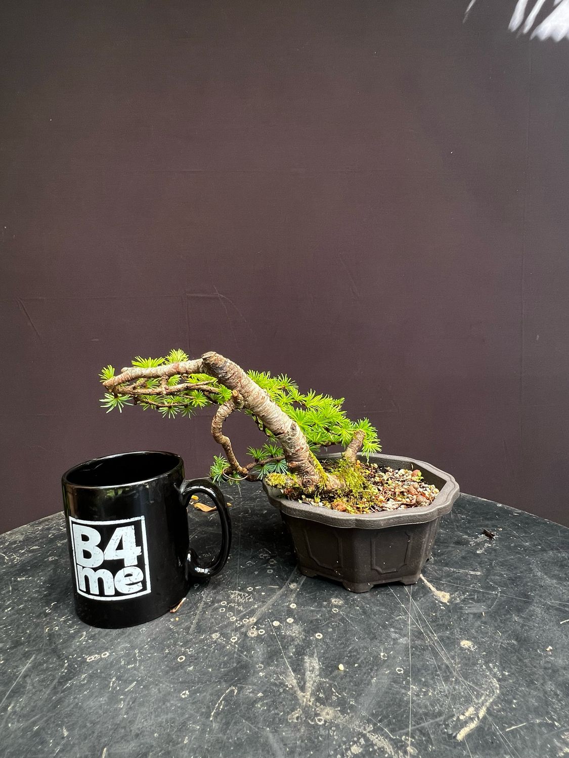 Larix decidua/European Larch yamadori bonsai