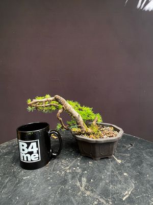 Larix decidua/European Larch yamadori bonsai