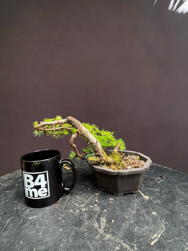 Larix decidua/European Larch yamadori bonsai