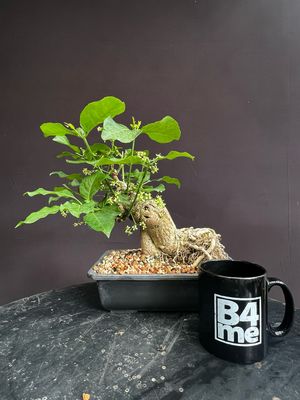SOLD Euonymous europaeus f. albus/White Spindle or Spindleberry bonsai