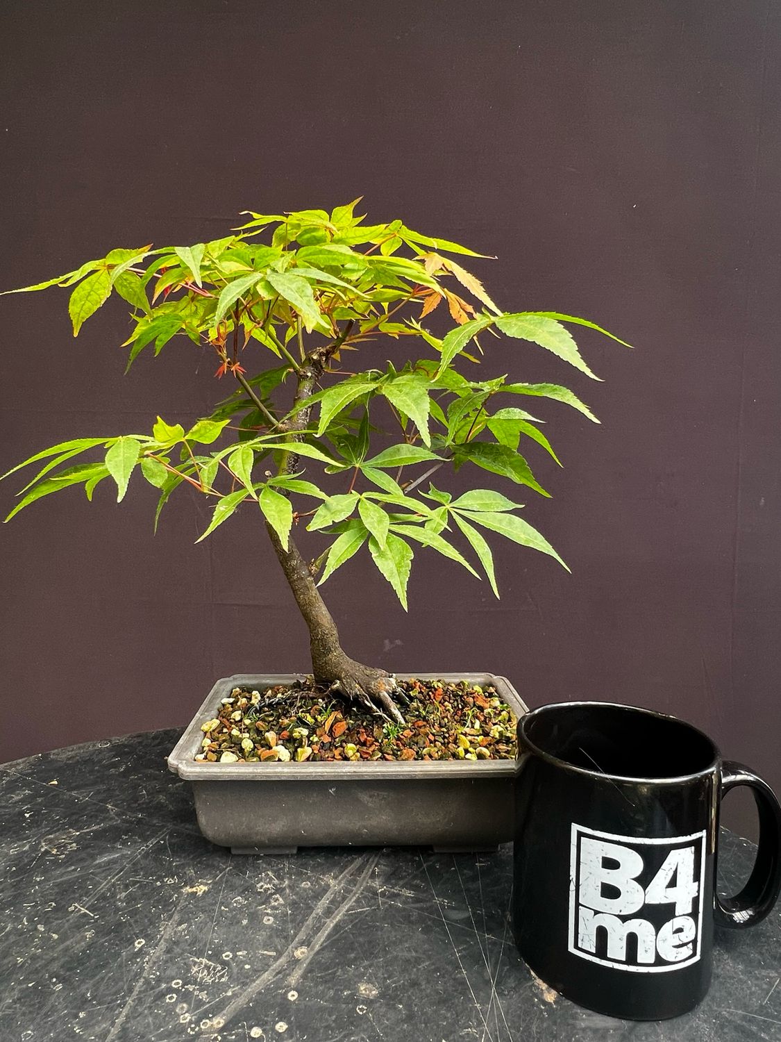 Acer palmatum/Japanese Maple bonsai unknown variety (green leaf)