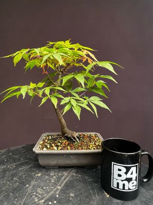 Acer palmatum/Japanese Maple bonsai unknown variety (green leaf)
